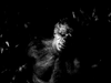Island of Lost Souls (1932) DVD DVD Movie Buffs Forever