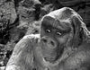 Son of Kong DVD (1933) DVD Movie Buffs Forever