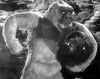 Son of Kong DVD (1933) DVD Movie Buffs Forever