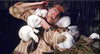 Jack Frost 2 DVD (2000) DVD Movie Buffs Forever