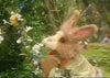 The Tale of the Bunny Picnic DVD (1986) DVDs Movie Buffs Forever