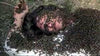 The Swarm DVD (1978) DVD Movie Buffs Forever