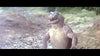 Son of Godzilla DVD (1967) DVD Movie Buffs Forever