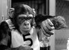 A black and white photo captures a chimpanzee in a number 5 shirt pouring liquid between glasses, channeling the playful spirit found in rare classics like the “Monkey Business (1952) DVD.”.