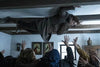In Post Mortem (2020) DVD, a bearded man in old-fashioned clothes clings to the ceiling as people reach for him below, surrounded by framed religious pictures—a haunting scene from this rare classic horror film.