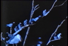 The Birds II: Land's End DVD (1994)