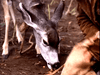 The Yearling (1994) DVD