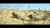 Two soldiers in uniform crawl on sandy ground under barbed wire in a desert landscape, echoing scenes from the "Tank Force (1958) DVD," with a warning sign in the background beneath a clear blue sky.