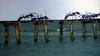 Giant ants cross a weathered pier above the ocean, evoking scenes from Empire of the Ants (1977) DVD, with waves below and a clear sky in the background.