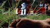 A giant muddy animal’s foot rests in grass, with people and a red tour vehicle blurred behind—evoking the thrilling cult sci-fi horror vibe of Empire of the Ants (1977) DVD.