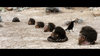 Six men are buried up to their necks in a desert as a black bird and snake add tension—a surreal scene inspired by the Adam Sandler Western comedy, “The Ridiculous 6 (2015)” DVD.