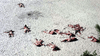A group of people, some clustered and others spaced apart, lie on sandy ground in minimal clothing—reminiscent of a scene from "Island of the Blue Dolphins (1964) DVD"—as viewed from above.