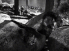 Large boulders and tall trees frame a lakeshore as a group rows a canoe while two figures watch from shore, capturing the cinematic adventure style of The Iroquois Trail (1950) DVD in striking black-and-white.