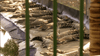 A group of crocodiles rests closely together on a sandy surface near water, viewed through green metal bars, conjuring a scene straight out of “Black Water (2007)”—the intense Australian survival horror depicted in the DVD.