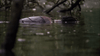 A person lies face-down, partially submerged in murky water amid tangled tree branches—a distressing and dramatic scene evocative of the gripping creature survival horror depicted in *Black Water (2007)*, now available on DVD.