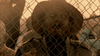 A person with pale eyes and an open mouth stands behind a chain-link fence, wearing a hat and jacket, with a sepia-toned filter over the scene—evoking the eerie stills often found on rare movies like *Undead (2003) DVD*, a classic Australian horror-comedy beloved by cult film fans.
