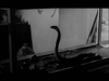 A black-and-white image reminiscent of vintage classic movies, as seen on “The Snake Woman” DVD, features a snake with its head raised inside a glass tank, set against a blurred background of a room and objects.