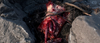 A bloodied animal carcass, partially hidden beneath twigs and nestled among large rocks on a rough, rocky surface—an image reminiscent of the chilling scenes found in the Bad Fish (2024) DVD.