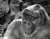 Son of Kong DVD (1933) DVD Movie Buffs Forever 